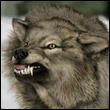 sibir72